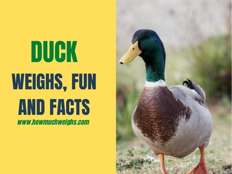How Much Does A Duck Weigh?
