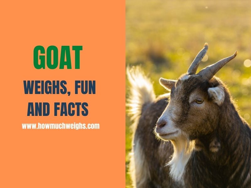 Goat - Weighs, Fun, and Facts
