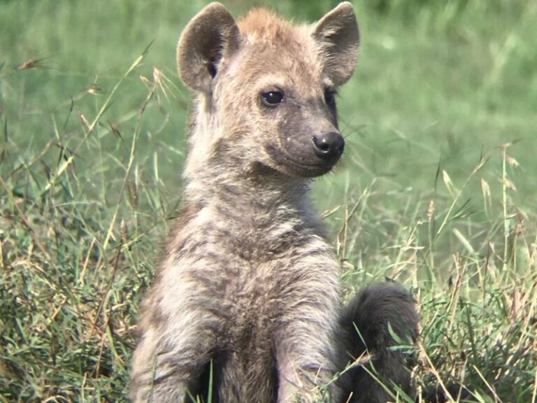 how-much-does-a-hyena-weigh