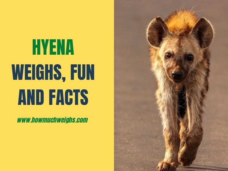 How Much Does A Hyena Weigh