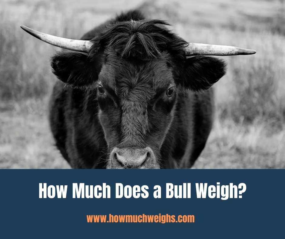 How Much Does a Bull Weigh