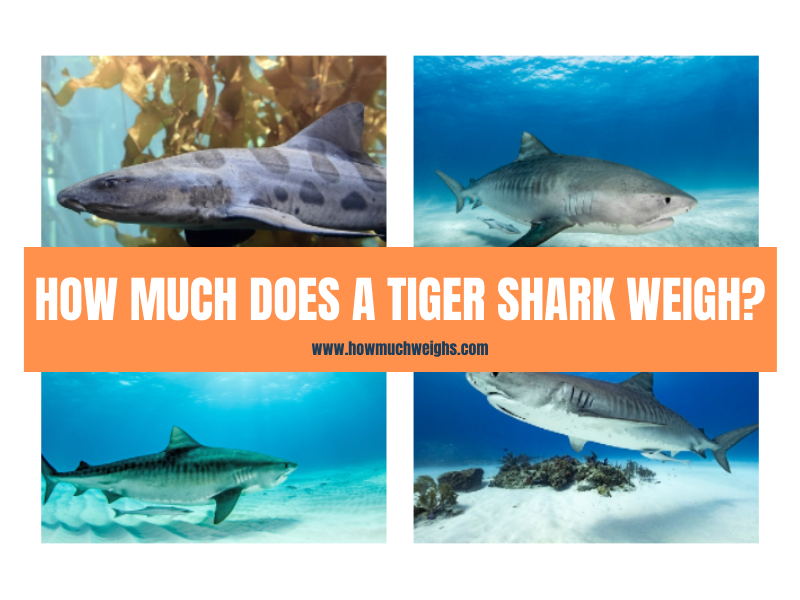 How Much Does a Tiger Shark Weigh?