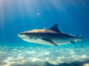 What Causes Shark Attacks?