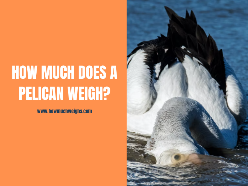How Much Does a Pelican Weigh?
