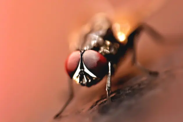 Flea (Insect)