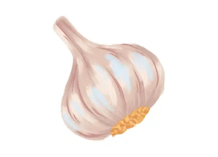 Garlic Head