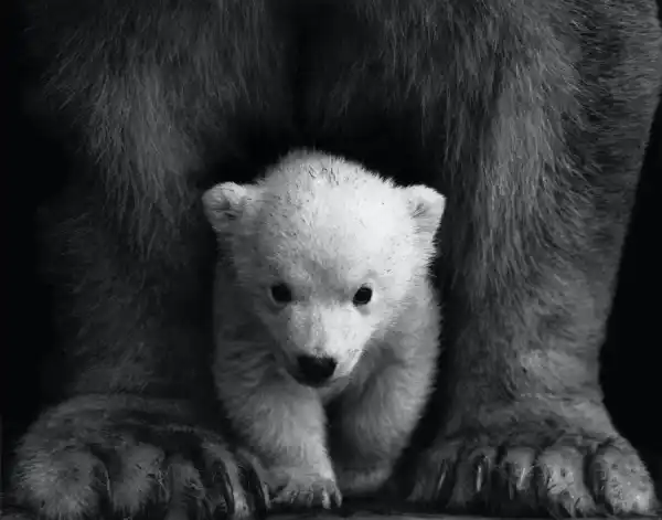 Baby polar bear weight