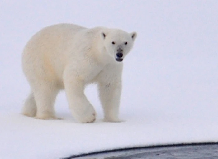 Polar bear diet and weight