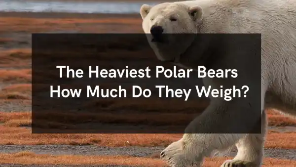 The Heaviest Polar Bears