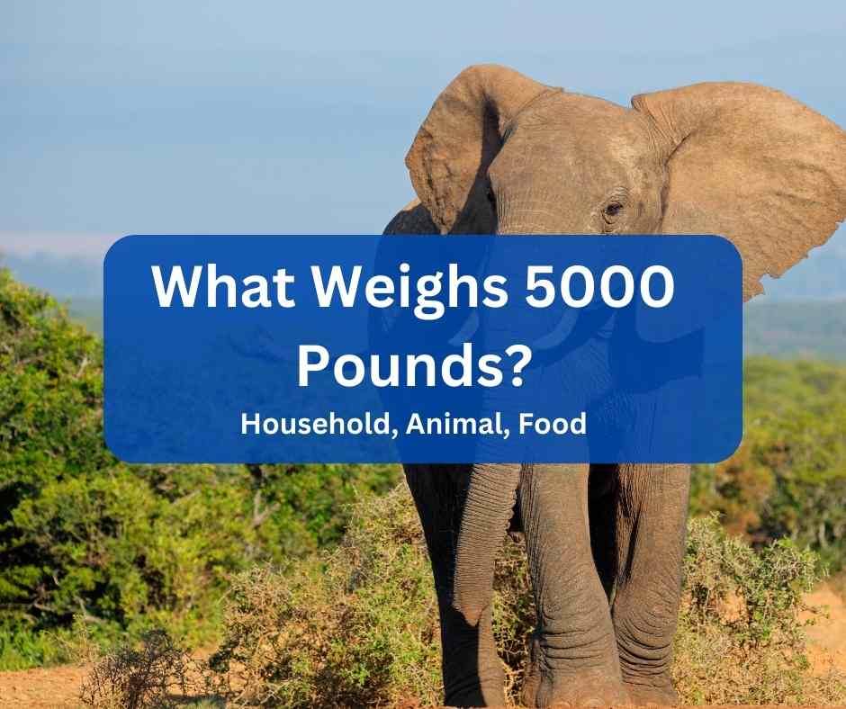 Whta weighs 5000 Pounds